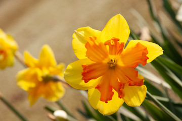 Fototapeta na wymiar sunlit daffodil