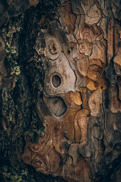 Details, Textures and scenes from the forest