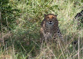 A Cheetah is standing in the savannah grass near a major road through the Caprivi-Strip in Namibia