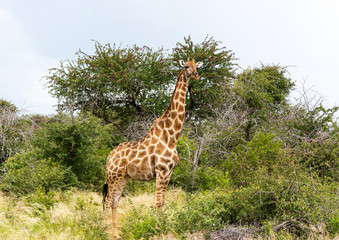 Giraffe standing in the savannah grass at the Etosha National park in northern Namibia