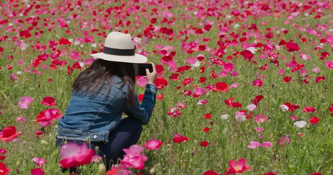 Woman take photo on cellphone in poppy flower