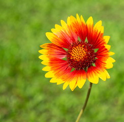 Flower gaillardia on green background