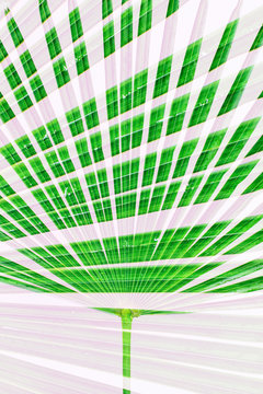 Trachycarpus palm leaf on pink, double exposure