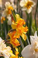 sunlight daffodil group