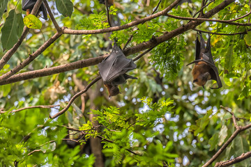 Flying foxes  on a tree branch