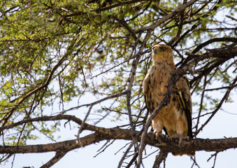A Tawny Eagle is sitting in a tree at the Etosha National park in northern Namibia