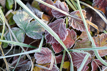 Fallen multicolored autumn leaves in hoarfrost. Brown, red, green autumn background. Frost on the grass and leaves. Autumn garden or forest. Cover. Frozen surface.