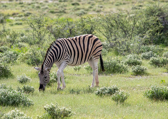 Fototapeta na wymiar A Plains Zebra in the savannah grass of the Etosha National park in northern Namibia