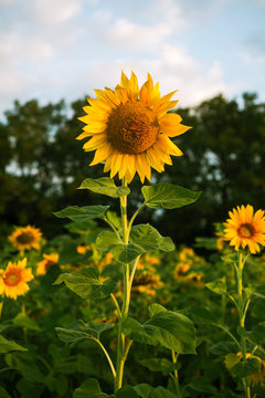 Beautiful sunflowers in the field