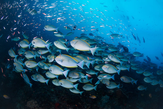 Schooling Surgeonfish (Raja Ampat)