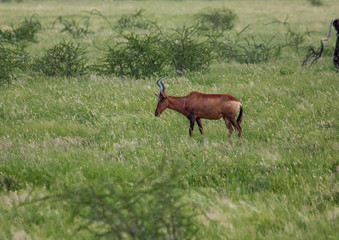 Naklejka na ściany i meble A Hartebeest in the savannah grass of the Etosha National park in northern Namibia