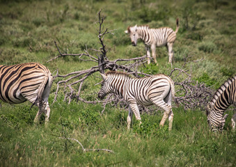 Fototapeta na wymiar A Plains Zebra in the savannah grass of the Etosha National park in northern Namibia