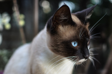 Portrait of a cat in the courtyard of a country house against the window