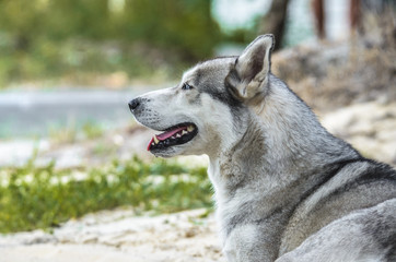 Portrait of a Malamute dog with blue eyes on a green background with the open mouth