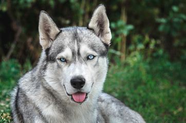 Naklejka na ściany i meble Portrait of a Malamute dog with blue eyes on a green background with the open mouth