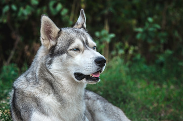 Naklejka na ściany i meble Portrait of a Malamute dog with blue eyes on a green background
