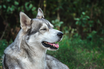 Portrait of a Malamute dog with blue eyes on a green background