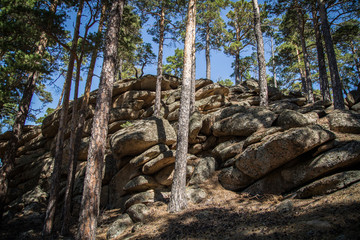  pines and rocks in the resort Borovoye