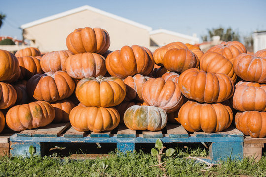 Pumpkin harvest