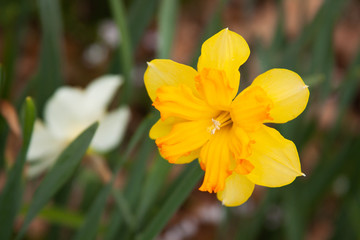 yellow daffodil 