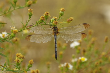 dragonfly on a leaf. wings are tore off.