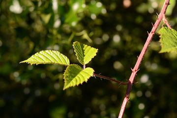 stachelige Pflanzen und Blätter