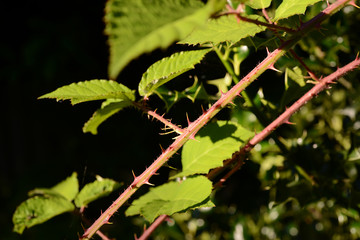 stachelige Pflanzen und Blätter