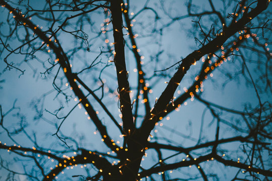 Abstract Christmas lights on tree
