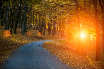 Road in autumn forest landscape