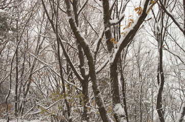 tree covered with snow in winter