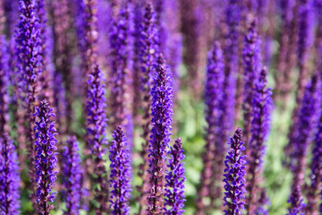 Obraz premium Lavender field. Beautiful nature and beautiful flowers.