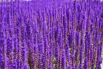 Lavender field. Beautiful nature and beautiful flowers.