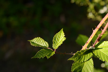 stachelige Pflanzen und Blätter