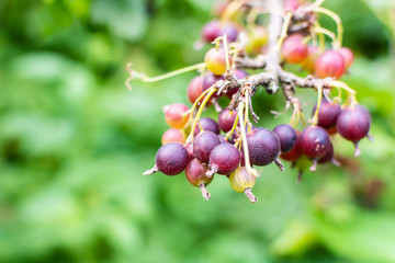 The jostaberry close up, complex-cross fruit bush, branch with ripening berries, black currant with black gooseberry and with European gooseberry, eco organic garden products