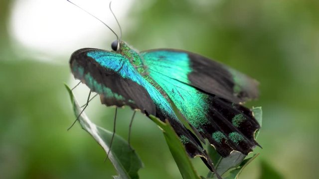 Close up view of amazing teal colored swallowtail butterfly. A blue, green and black butterfly resting on a plant with wings spread showing beautiful colors. ORBIT