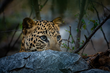 peek a boo moment with aggressive leopard or panthera pardus head shot with expression eating carcass of blue bull at jhalana forest reserve, jaipur, india	