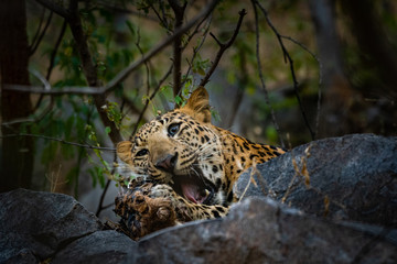 peek a boo moment with aggressive leopard or panthera pardus head shot with expression eating carcass of blue bull at jhalana forest reserve, jaipur, india	