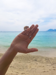 Holding a hermit crab. Holding a snail that has a hermit crab inside, Overlooking the beach and sea.