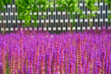Lavender fields. Beautiful nature. A park.