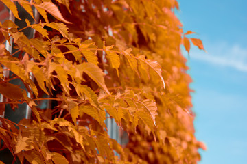 Copy space. Sky and plants.