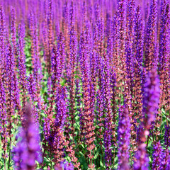 Obraz premium Lavender field. Beautiful nature and beautiful flowers.