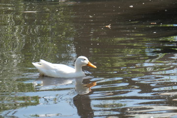 Duck