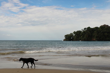 Dog on the beach 