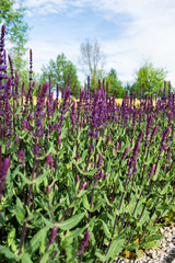 Lavender field. Beautiful nature and beautiful flowers.