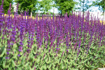 Obraz na płótnie Canvas Lavender fields. Beautiful nature. A park.