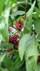 Macro photo of viburnum bush with red berries