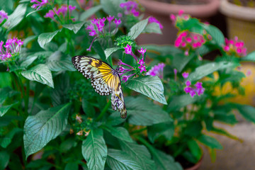 Top view of a black and yellow Idea leuconoe butterfly, also known as the paper kite, rice paper or large tree nymph drinking nectar from a purple flower