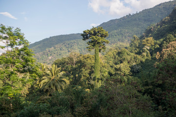 Fototapeta na wymiar THAILAND PHRAE RAIN FOREST TEAK TREE