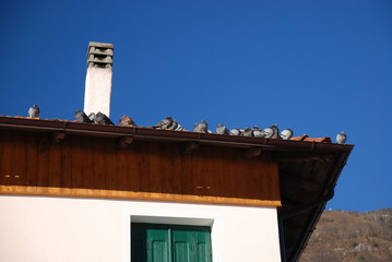 Pigeons sit on the edge of a roof of a house