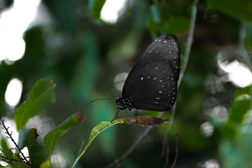 Black Euploea tulliolus butterfly with white spots on a leaf, also known as the dwarf crow that belongs to a group of butterflies known as the crows or tigers (Danaid group of the Nymphalidae family)